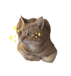 ダメ猫のスタンプ2（個別スタンプ：38）