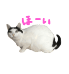 ハチミツたろー（個別スタンプ：1）