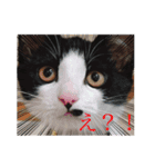 にゃんず。れおぴとさすけ（個別スタンプ：4）