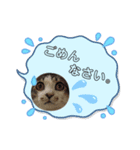 にゃんず。れおぴとさすけ（個別スタンプ：8）