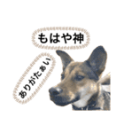 つぶやきがちな犬 あむちゃん（個別スタンプ：2）
