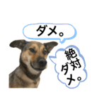 つぶやきがちな犬 あむちゃん（個別スタンプ：3）