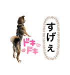 つぶやきがちな犬 あむちゃん（個別スタンプ：5）
