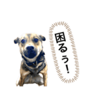 つぶやきがちな犬 あむちゃん（個別スタンプ：7）