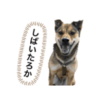 つぶやきがちな犬 あむちゃん（個別スタンプ：8）