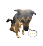 つぶやきがちな犬 あむちゃん（個別スタンプ：9）