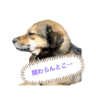 つぶやきがちな犬 あむちゃん（個別スタンプ：10）