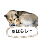つぶやきがちな犬 あむちゃん（個別スタンプ：11）