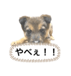 つぶやきがちな犬 あむちゃん（個別スタンプ：12）