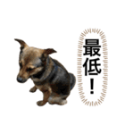 つぶやきがちな犬 あむちゃん（個別スタンプ：13）