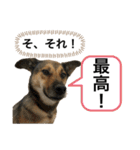 つぶやきがちな犬 あむちゃん（個別スタンプ：14）