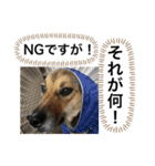 つぶやきがちな犬 あむちゃん（個別スタンプ：15）
