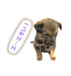 つぶやきがちな犬 あむちゃん（個別スタンプ：19）