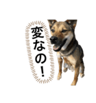 つぶやきがちな犬 あむちゃん（個別スタンプ：20）