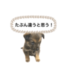 つぶやきがちな犬 あむちゃん（個別スタンプ：22）