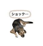 つぶやきがちな犬 あむちゃん（個別スタンプ：24）