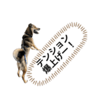 つぶやきがちな犬 あむちゃん（個別スタンプ：25）