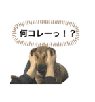 つぶやきがちな犬 あむちゃん（個別スタンプ：26）