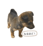つぶやきがちな犬 あむちゃん（個別スタンプ：27）