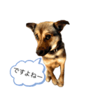つぶやきがちな犬 あむちゃん（個別スタンプ：28）