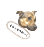 つぶやきがちな犬 あむちゃん（個別スタンプ：29）