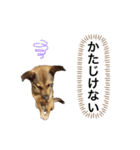 つぶやきがちな犬 あむちゃん（個別スタンプ：30）