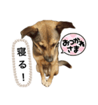 つぶやきがちな犬 あむちゃん（個別スタンプ：31）