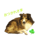 お利口シェルティ むさしのスタンプ（個別スタンプ：2）
