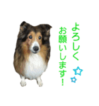 お利口シェルティ むさしのスタンプ（個別スタンプ：5）