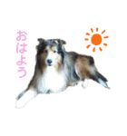 お利口シェルティ むさしのスタンプ（個別スタンプ：6）