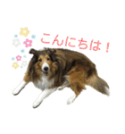 お利口シェルティ むさしのスタンプ（個別スタンプ：7）
