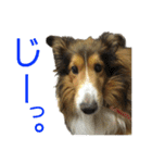 お利口シェルティ むさしのスタンプ（個別スタンプ：17）
