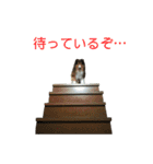 お利口シェルティ むさしのスタンプ（個別スタンプ：22）