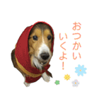お利口シェルティ むさしのスタンプ（個別スタンプ：24）