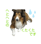 お利口シェルティ むさしのスタンプ（個別スタンプ：26）