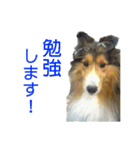 お利口シェルティ むさしのスタンプ（個別スタンプ：31）