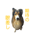 お利口シェルティ むさしのスタンプ（個別スタンプ：32）