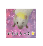 マウスF（個別スタンプ：1）