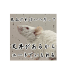 マウスF（個別スタンプ：7）