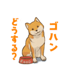 連絡用柴犬（個別スタンプ：4）