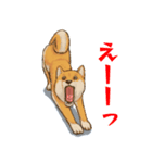 連絡用柴犬（個別スタンプ：6）