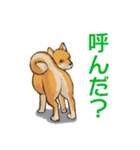 連絡用柴犬（個別スタンプ：20）