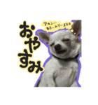 元旦生まれのハッピーな犬（個別スタンプ：1）