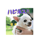 元旦生まれのハッピーな犬（個別スタンプ：2）