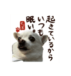 元旦生まれのハッピーな犬（個別スタンプ：3）