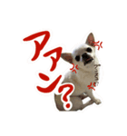 元旦生まれのハッピーな犬（個別スタンプ：4）