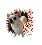 元旦生まれのハッピーな犬（個別スタンプ：5）