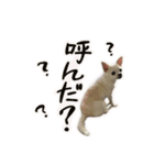 元旦生まれのハッピーな犬（個別スタンプ：6）