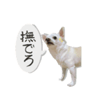 元旦生まれのハッピーな犬（個別スタンプ：7）