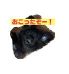 チョコちゃん スタンプ1（個別スタンプ：4）